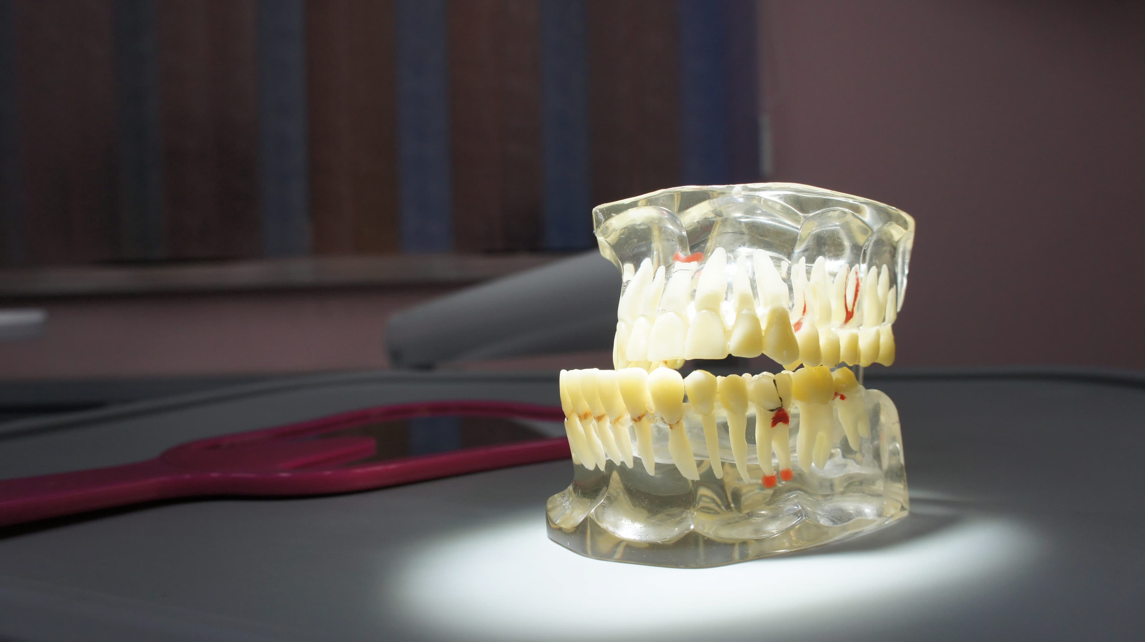 Демонстрационная модель челюсти